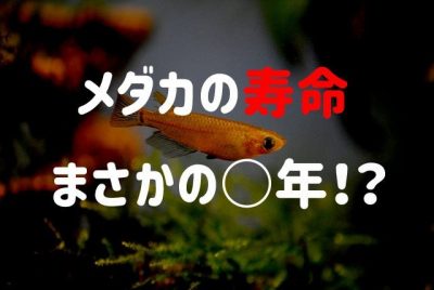 メダカの寿命 屋外の天敵による死因と対策 球磨メダカ牧場