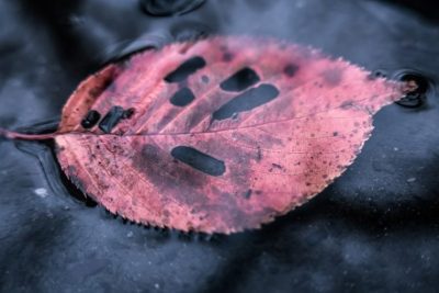 メダカの繁殖 卵を産卵させるコツ 球磨メダカ牧場