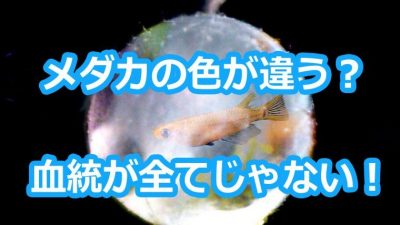 買ったメダカの色が全然違う 品種以外に環境で変わる育て方 球磨メダカ牧場