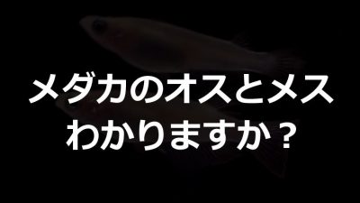 メダカのオスとメスの見分け方 球磨メダカ牧場