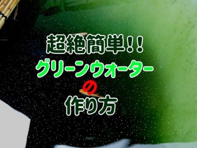 グリーンウォーターの作り方 球磨メダカ牧場