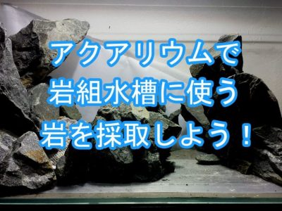 石組み水槽のレイアウトの基本 洞窟も作ってみた 球磨メダカ牧場