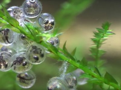 メダカの繁殖 卵を産卵させるコツ 球磨メダカ牧場