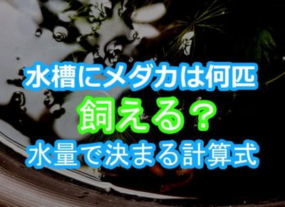 メダカが30cm 60cm水槽や睡蓮鉢など何匹入るか 球磨メダカ牧場