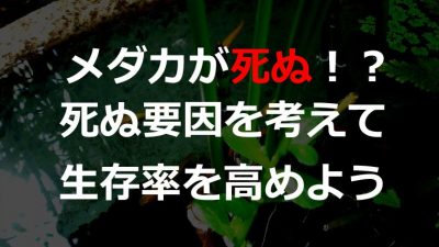 メダカが死んでしまう方へ よくある死因と死ぬ８つの原因 球磨メダカ牧場