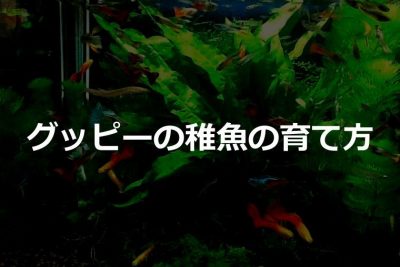 グッピーの稚魚の育て方 球磨メダカ牧場