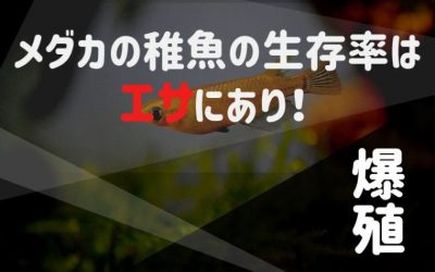 メダカの稚魚の成長ごとの育て方 球磨メダカ牧場