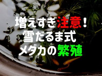 メダカの繁殖 卵を産卵させるコツ 球磨メダカ牧場