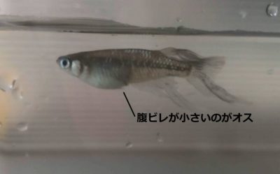 メダカのオスとメスの見分け方 球磨メダカ牧場