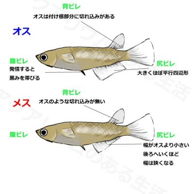 メダカのオスとメスの見分け方 球磨メダカ牧場