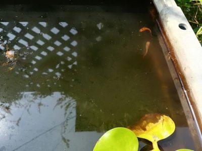 メダカの稚魚の成長ごとの育て方 球磨メダカ牧場