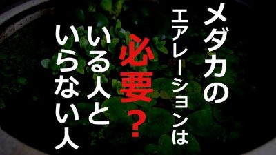 メダカの飼育にエアレーションはいるの エアーポンプがいる環境とは 球磨メダカ牧場