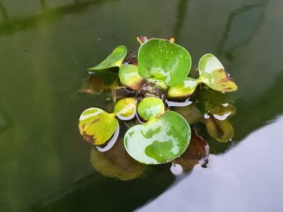 メダカの産卵床 １００均など自作や市販まとめ 球磨メダカ牧場