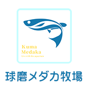 年おすすめのメダカの種類一覧 人気や高級メダカまで 球磨メダカ牧場